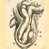 Illustrations of human anatomy.