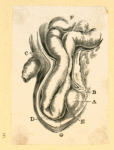 Illustrations of human anatomy.