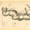 Illustrations of human anatomy.