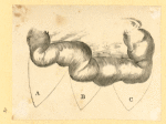 Illustrations of human anatomy.