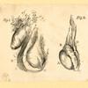 Illustrations of human anatomy.