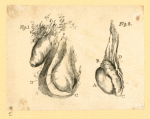 Illustrations of human anatomy.