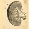 Illustrations of human anatomy.