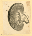 Illustrations of human anatomy.