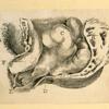 Illustrations of human anatomy.