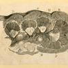 Illustrations of human anatomy.