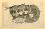 Illustrations of human anatomy.
