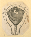 Illustrations of human anatomy