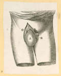 Illustrations of human anatomy.