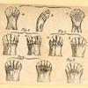 Illustrations of human anatomy.