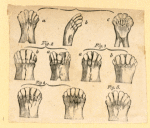 Illustrations of human anatomy.