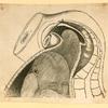 Illustrations of human anatomy.