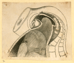 Illustrations of human anatomy.