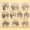 Illustrations of human anatomy.