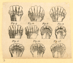 Illustrations of human anatomy.
