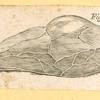 Illustrations of human anatomy.