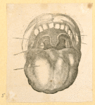 Illustrations of human anatomy.