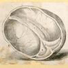 Illustrations of human anatomy.