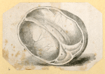 Illustrations of human anatomy.