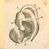 Illustrations of human anatomy.