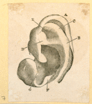 Illustrations of human anatomy.