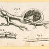 Illustrations of human anatomy.