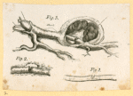Illustrations of human anatomy.