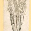 Illustrations of human anatomy.