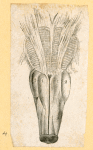 Illustrations of human anatomy.