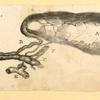 Illustrations of human anatomy.