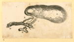 Illustrations of human anatomy.