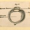 Illustrations of human anatomy.
