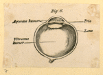 Illustrations of human anatomy.