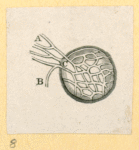 Illustrations of human anatomy.