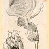 Illustrations of human anatomy.