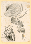 Illustrations of human anatomy.