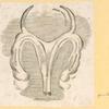 Illustrations of human anatomy.