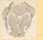 Illustrations of human anatomy.