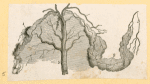 Illustrations of human anatomy.