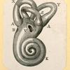 Illustrations of human anatomy.