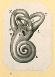 Illustrations of human anatomy.