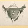 Illustrations of human anatomy.
