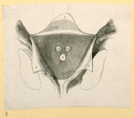 Illustrations of human anatomy.