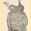 Illustrations of human anatomy.
