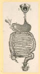 Illustrations of human anatomy.