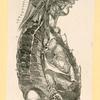 Illustrations of human anatomy.