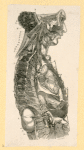 Illustrations of human anatomy.