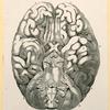 Illustrations of human anatomy.