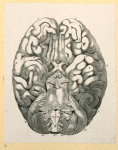 Illustrations of human anatomy.