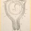 Illustrations of human anatomy.